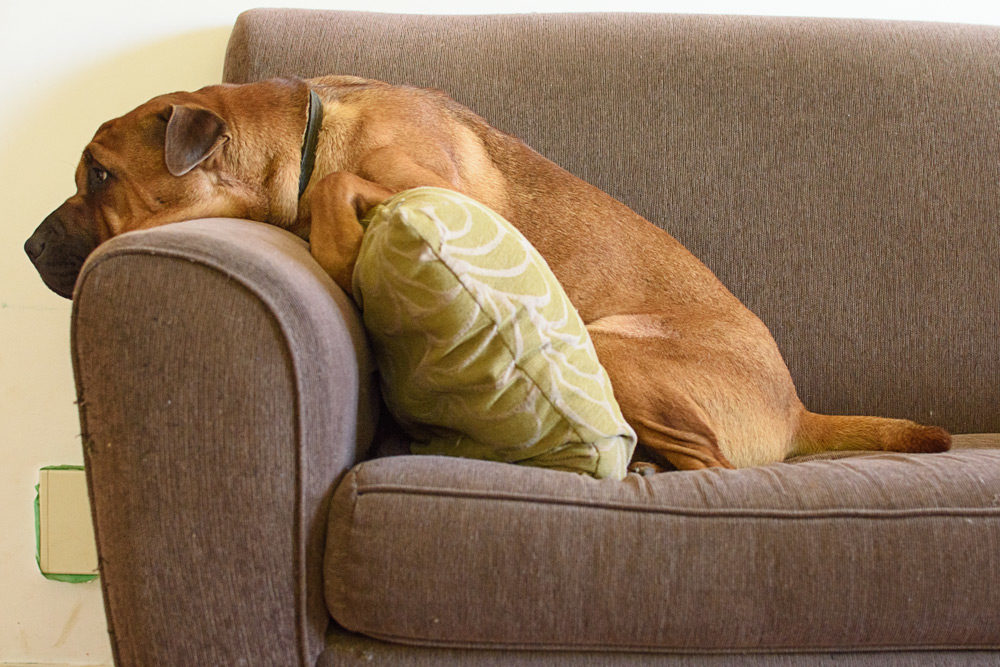 Quinn the puppy making herself comfortable on the sofa